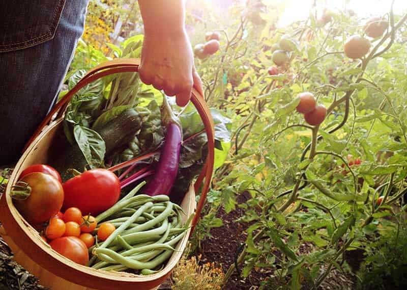 How to Create a Low-Maintenance Vegetable Garden