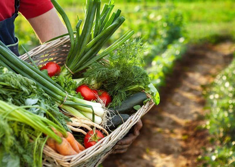 Secrets of Ideal Timing for Picking Garden Vegetables