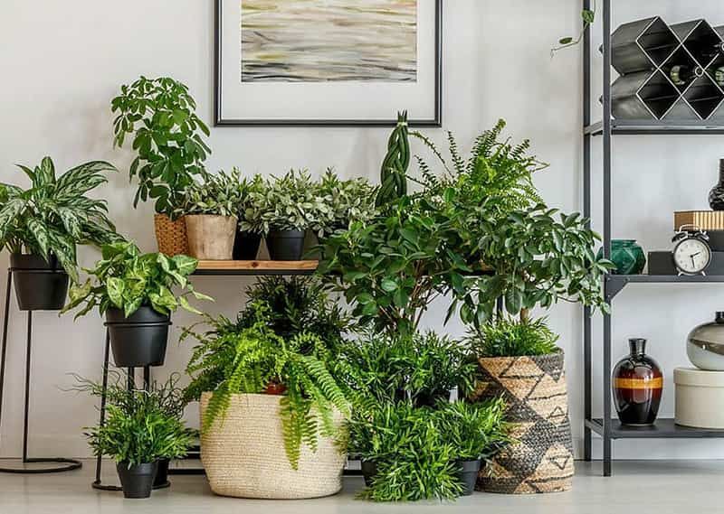 Eight Hardy Green Beauties to Clean Air in Dark Corners.