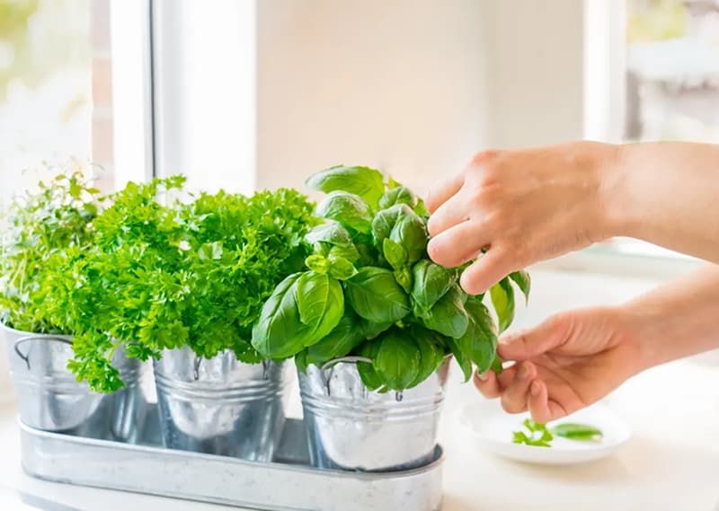 Houseplants That Keep Your Kitchen Bug-Free